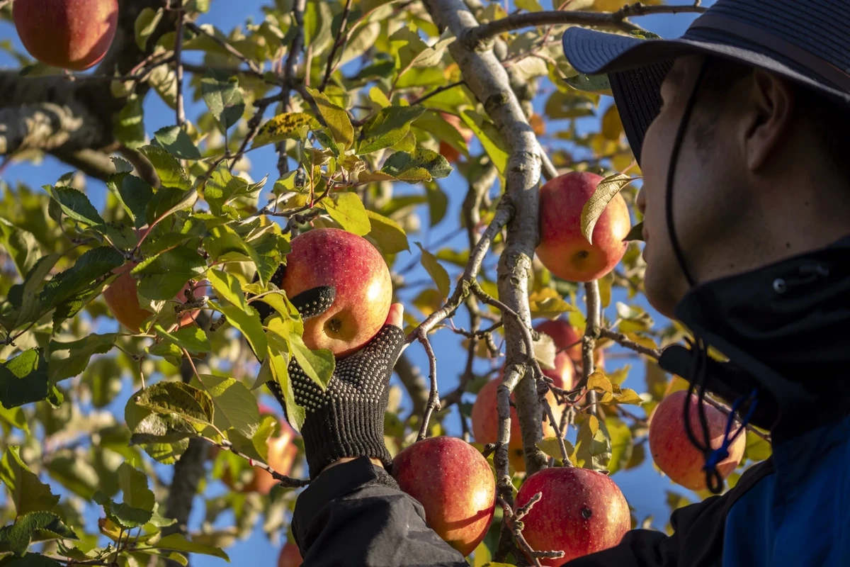 あぜがみサンファームのりんご栽培の様子