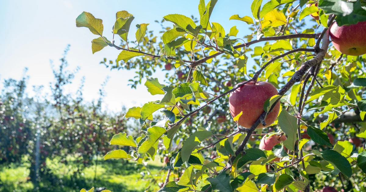 長野県 信州・高山村 あぜがみサンファームのサンふじ
