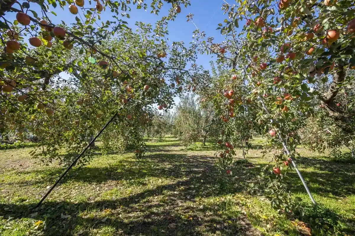 信州・高山村にあるあぜがみサンファームのりんご畑