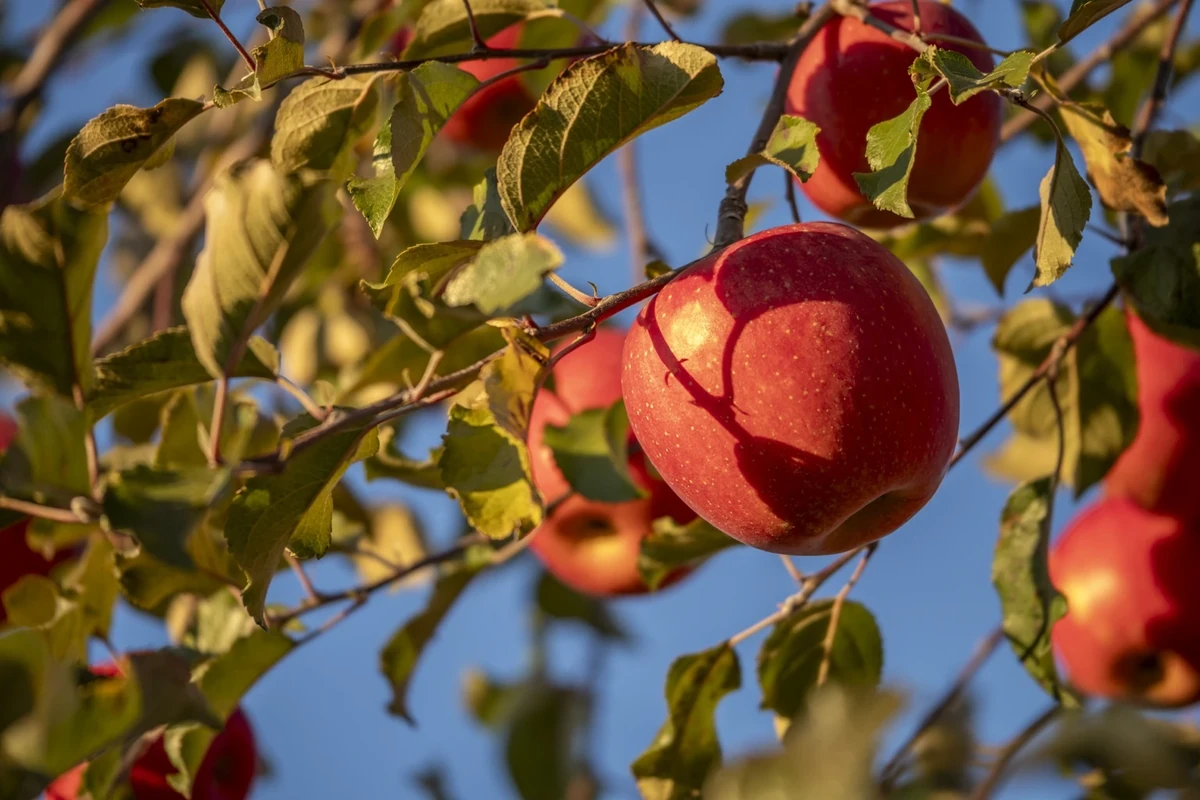 信州・高山村で実る完熟サンふじ