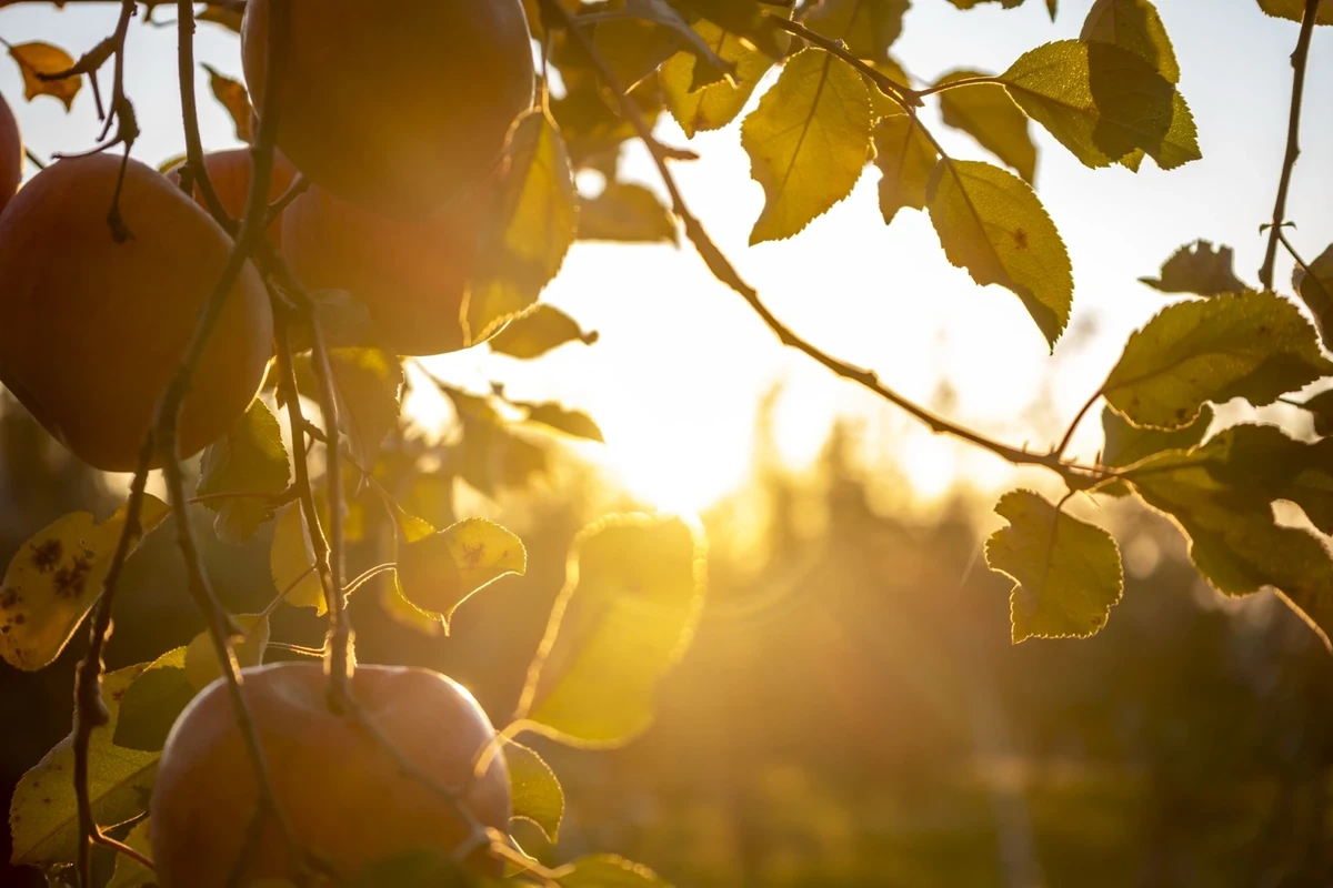 信州・高山村の夕日に照らされるサンふじ