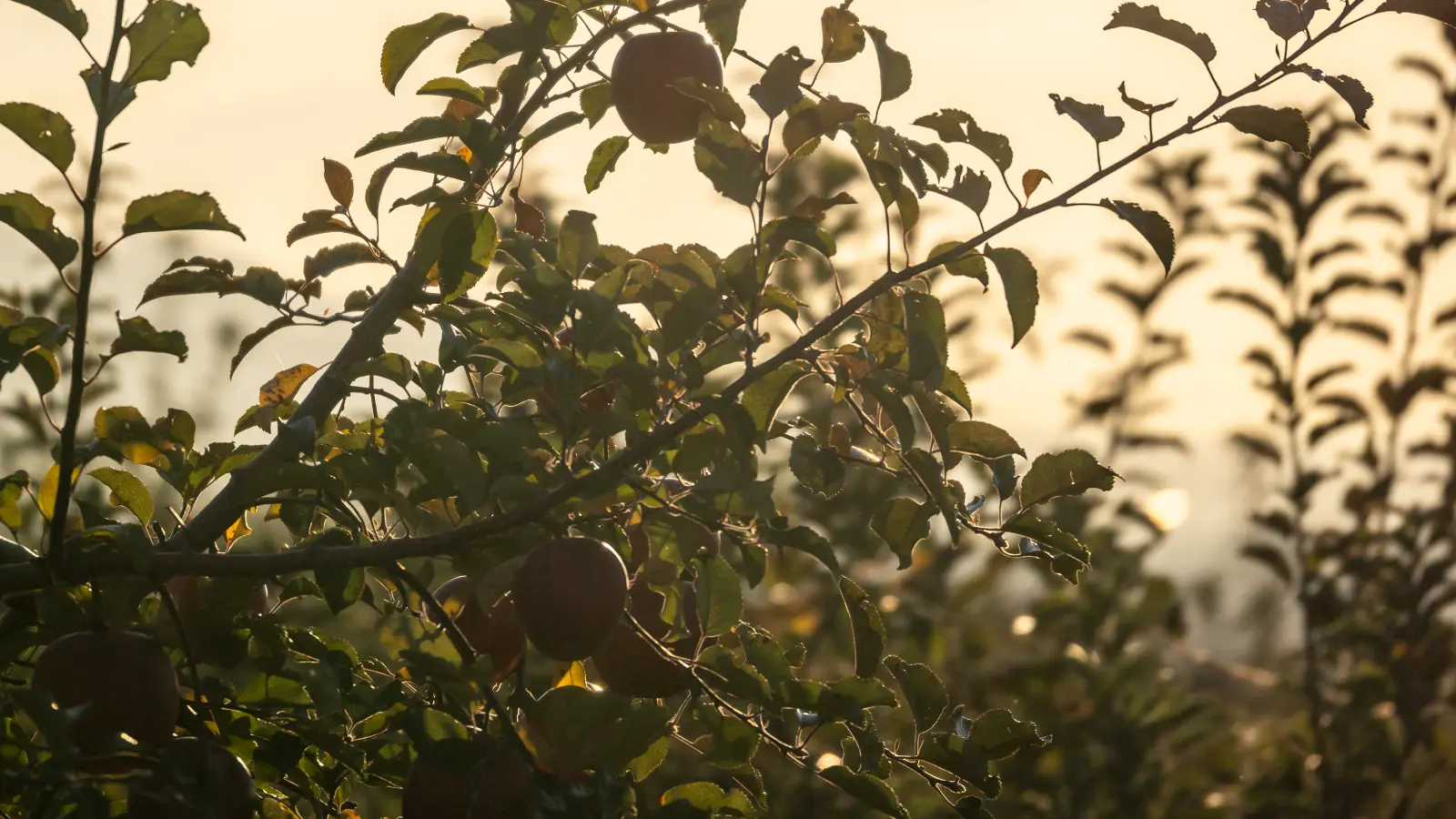 長野県信州高山村のりんご農園「あぜがみサンファーム」